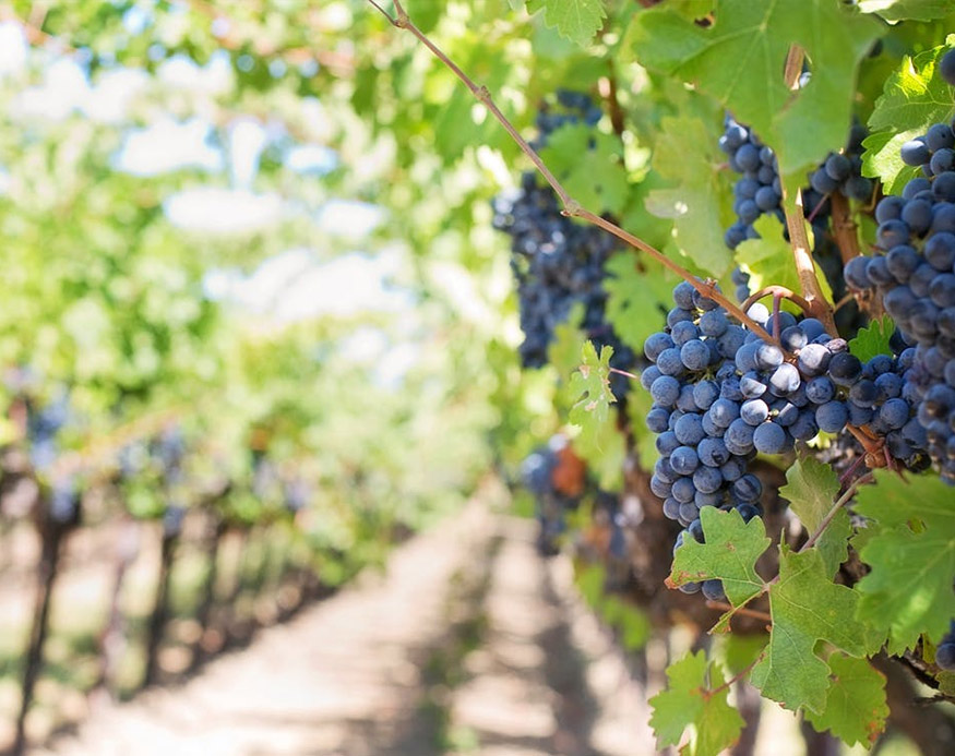 Stay at the Cantemerle in Vence, taste the local specialities: Mediterranean vineyards