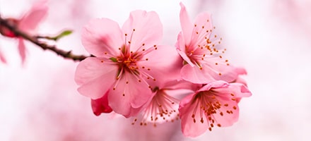 Un petit air de printemps<br /> L'ouverture approche<br /> 